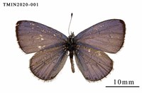 藏品(杉谷琉灰蝶)的圖片